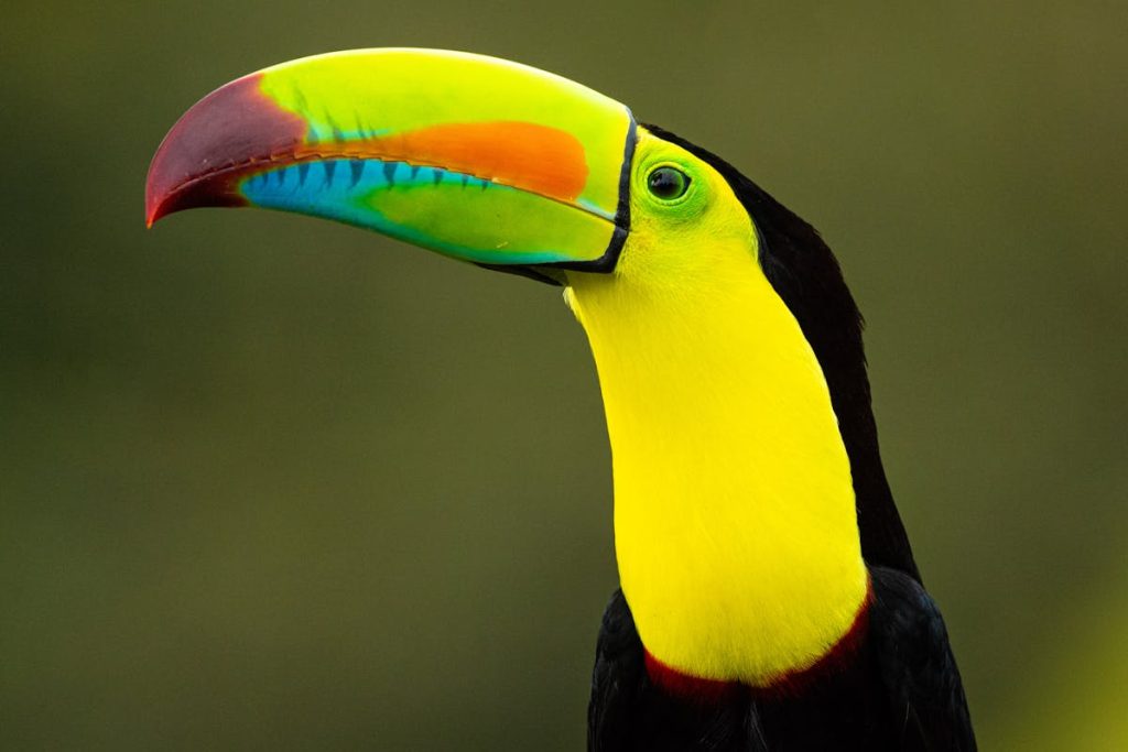 Birds of South America